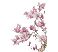 magnolia - бесплатно png