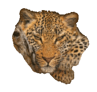 ani-tiger-djur - Gratis geanimeerde GIF