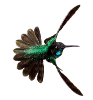 Hummingbird 06 - Free PNG