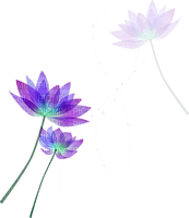 Coquelicot - 免费PNG