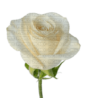 Trandafir 9 - zadarmo png