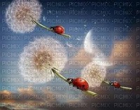 coccinelles - darmowe png