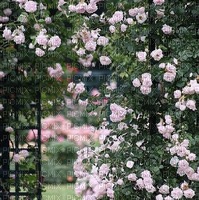 Pink roses Background - png gratis