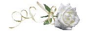 ruža bijela - Darmowy animowany GIF