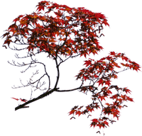 Plants.Branche.branch.Red.Arbre.Tree.Automne.autumn.plante.Victoriabea - Free PNG