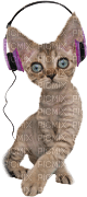 Kathleen Reynolds Cat Kitten - bezmaksas png
