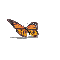 orange butterfly flying gif orange papillon