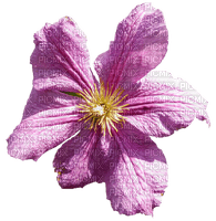 Clematis - 免费PNG