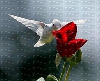 Bird rose - png grátis