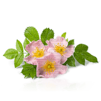 Цветок шиповника - besplatni png