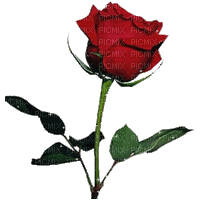 rosa roja - Zdarma animovaný GIF