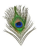 Peacock feather - Gratis geanimeerde GIF