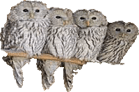 Owls - Free animated GIF