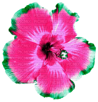 Flower.Pink.Green - gratis png