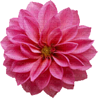 цветок георгин - 無料のアニメーション GIF