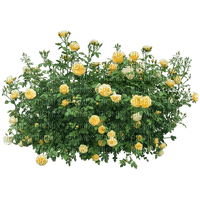 yellow flower bush - ilmainen png