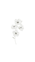 VanessaVallo _crea- white flowers - nemokama png
