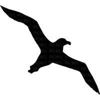 albatross - ücretsiz png
