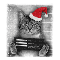 cat chat katze  animal fun   christmas noel xmas weihnachten Navidad рождество natal tube - ücretsiz png