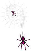 Spiders.Web.White.Black.Pink - zdarma png