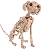 Dog Skeleton - PNG gratuit