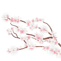 Branch pink flowers cherry blossom - ücretsiz png