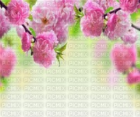 Frühling spring printemps - darmowe png