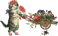 Katze, Cat, Karre, Blumen, Vintage - Бесплатный анимированный гифка