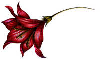 red flower - png grátis