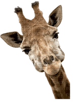 Giraffe bp - Free PNG