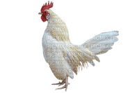 gallo - Free PNG
