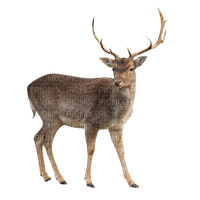 antelope - Free PNG
