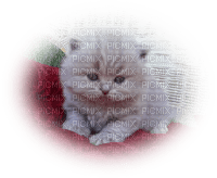 chaton - 免费PNG