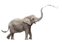 Elefant - Ilmainen animoitu GIF