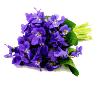 maj violettes - Nemokamas animacinis gif