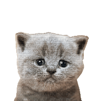 Nina cat sad - GIF animé gratuit