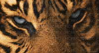 tiger - GIF animate gratis