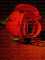 rosa roja# - Free animated GIF