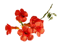Fleurs.Red flowers.Tropical.Victoriabea - 無料png