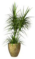 Kaz_Creations Deco  Plant - gratis png