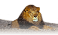 lion - 免费PNG