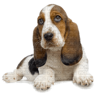 Kaz_Creations Animals Dog Pup - png gratuito