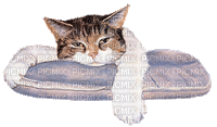 macska - Gratis geanimeerde GIF