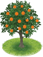 Oranger arbre orange fruit nature orange tree - png ฟรี