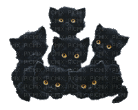 black cats - Free animated GIF