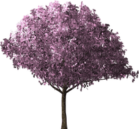 cheery-blossom-tree- - δωρεάν png