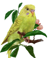 birds budgerigar bp - Бесплатни анимирани ГИФ