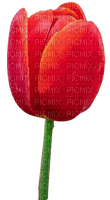 Tulipano rosso - PNG gratuit
