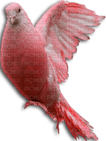 paloma - PNG gratuit