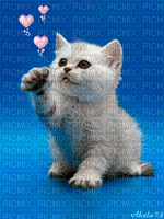 MMarcia gif  gatinho fundo - GIF animado gratis
